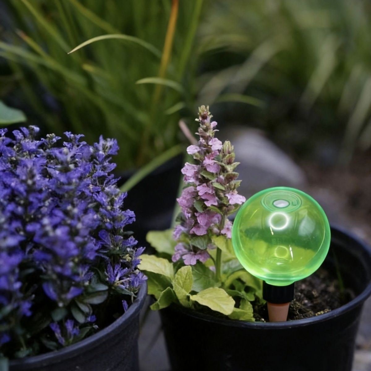 3 szt. Duże plastikowe kule do – Self Watering Planter recenzja i cena